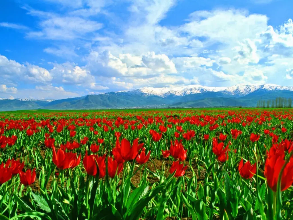 Muş Şehir Rehberi blog-image