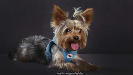 Keyifli Patim | Köpek Oteli | Köpek Pansiyonu | Pet Otel