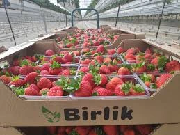 Birlik Ziraat