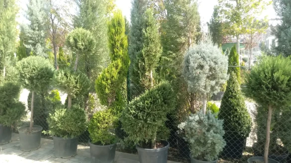 Konca Peyzaj