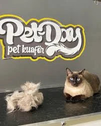 Petday Pet Kuaför