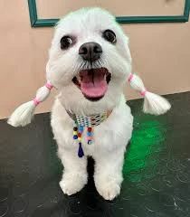 Ruj Pet Grooming