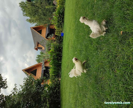 Sapanca Köy Bungalov Sapanca Köy Bungalov