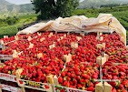 Açelyam Aile Manavı Açelyam Aile Manavı