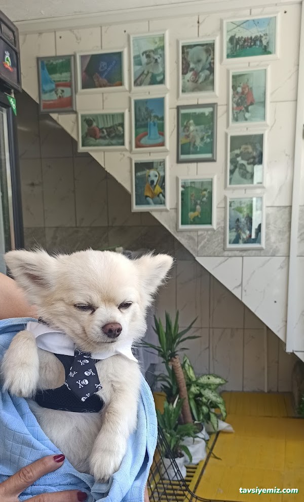 Şanslı Patiler Pet Salon Şanslı Patiler Pet Salon