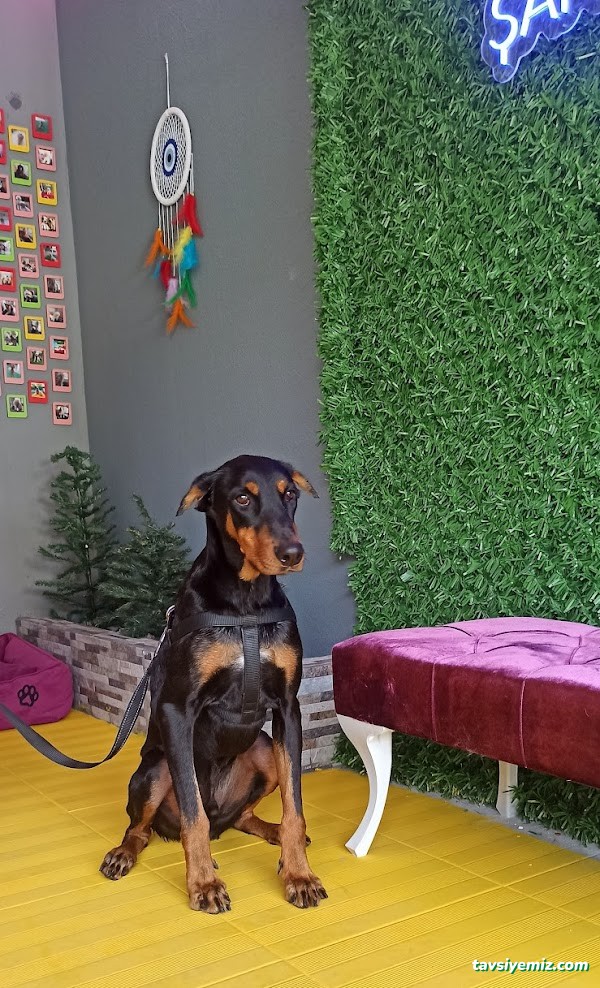 Şanslı Patiler Pet Salon Şanslı Patiler Pet Salon