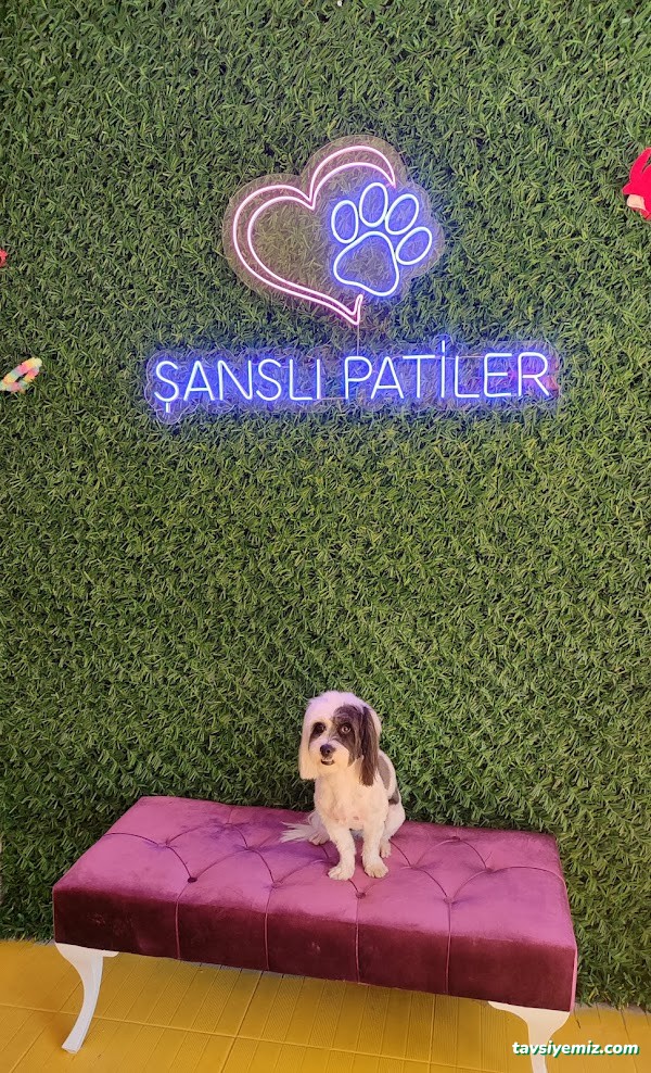 Şanslı Patiler Pet Salon Şanslı Patiler Pet Salon