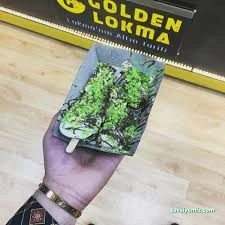 Golden Lokma Golden Lokma