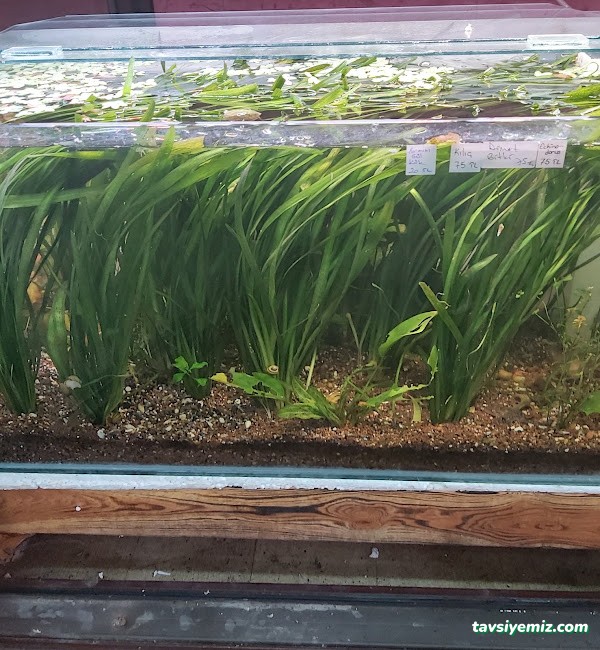 Bursa Cihan Akvaryum & Petshop