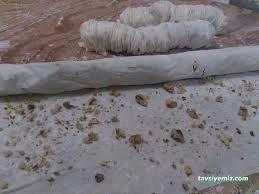 Kübra Manti Kübra Manti