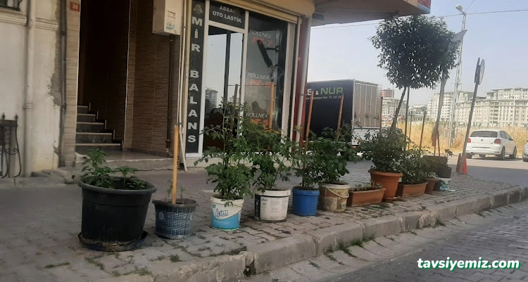 Abbas Oto Lastik ( Lastik & Jant Tamir Satış ) Abbas Oto Lastik ( Lastik & Jant Tamir Satış )