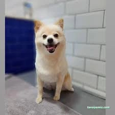Ada Pet Kuaför