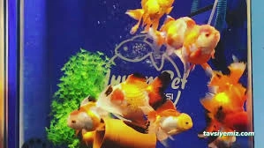 Adıyaman Yuvam Petshop Adıyaman Yuvam Petshop