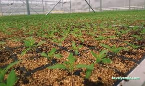Agronet Seracılık Agronet Seracılık
