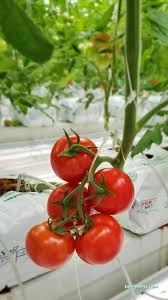 Agronet Seracılık Agronet Seracılık