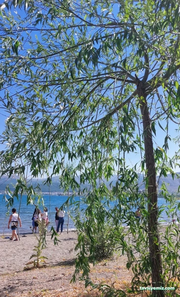 Aile Çay Bahçesi,Piknik Alanı Ve Kamp Alanı Aile Çay Bahçesi,Piknik Alanı Ve Kamp Alanı