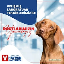 Aksaray Hayvan Hastanesi Aksaray Hayvan Hastanesi