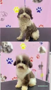 Aksaray Kedi& Köpek Kuaförü Songül Aksaray Kedi& Köpek Kuaförü Songül