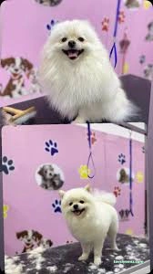 Aksaray Kedi& Köpek Kuaförü Songül Aksaray Kedi& Köpek Kuaförü Songül
