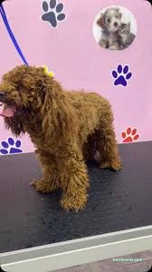 Aksaray Kedi& Köpek Kuaförü Songül Aksaray Kedi& Köpek Kuaförü Songül