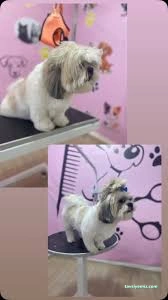 Aksaray Kedi& Köpek Kuaförü Songül Aksaray Kedi& Köpek Kuaförü Songül