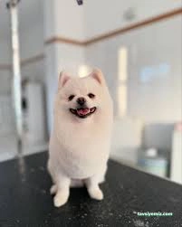 Alâ Pet Kuaför Alâ Pet Kuaför