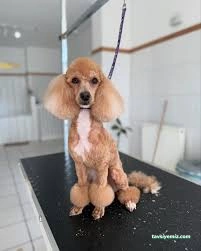 Alâ Pet Kuaför Alâ Pet Kuaför