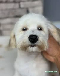 Alâ Pet Kuaför Alâ Pet Kuaför