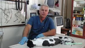 Alın Pet Veteriner Kliniği Alın Pet Veteriner Kliniği