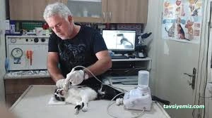 Alın Pet Veteriner Kliniği Alın Pet Veteriner Kliniği