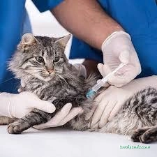 Alın Pet Veteriner Kliniği Alın Pet Veteriner Kliniği