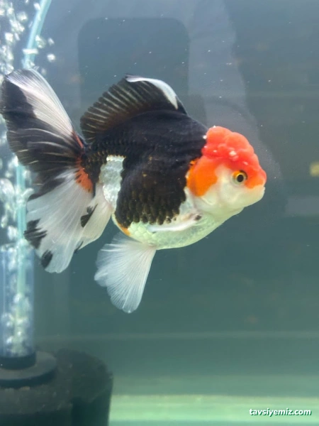 Alkadraz Pet Shop Alkadraz Pet Shop