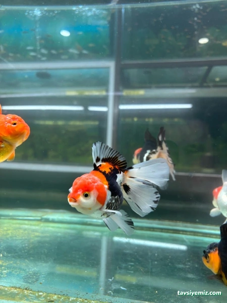 Alkadraz Pet Shop Alkadraz Pet Shop