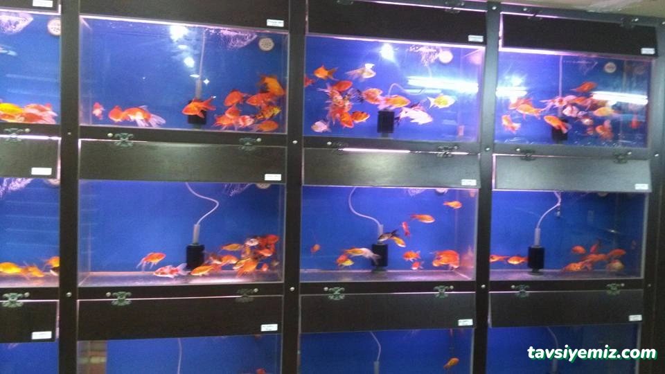 Alkadraz Pet Shop Alkadraz Pet Shop