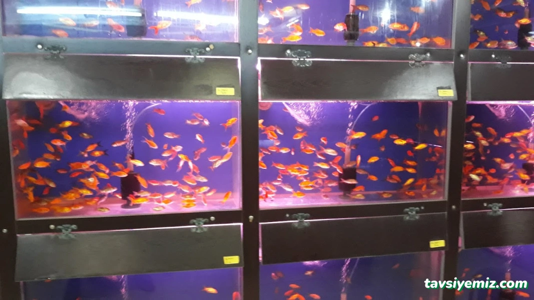Alkadraz Pet Shop Alkadraz Pet Shop