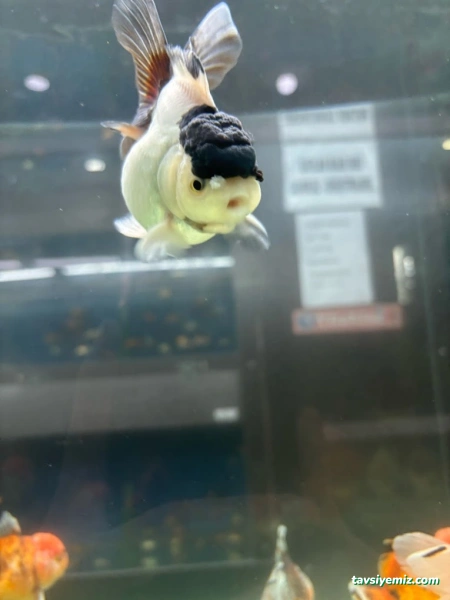 Alkadraz Pet Shop Alkadraz Pet Shop