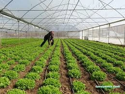 Antalya Seracılık Antalya Seracılık
