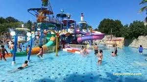 Aqua Club Dolphin
