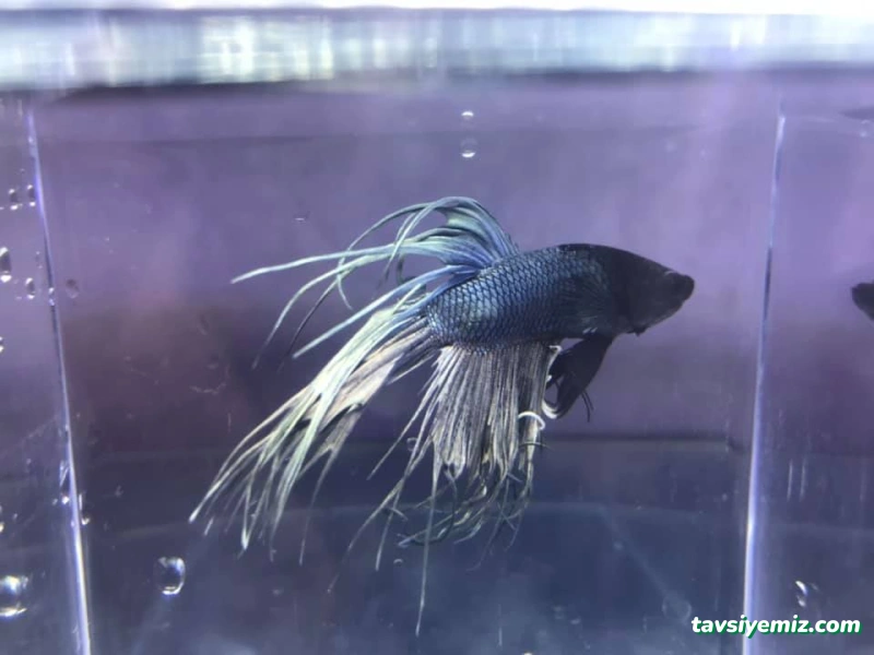 Aqua Petshop Aqua Petshop