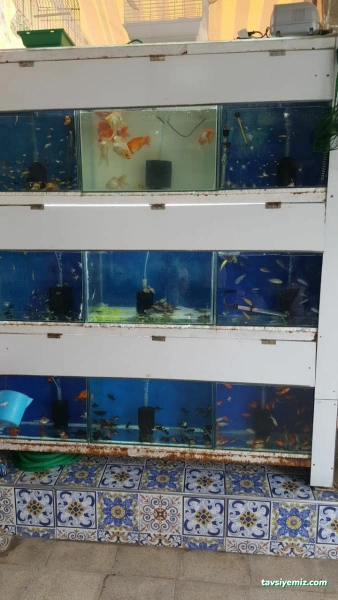 Aqua Petshop Aqua Petshop