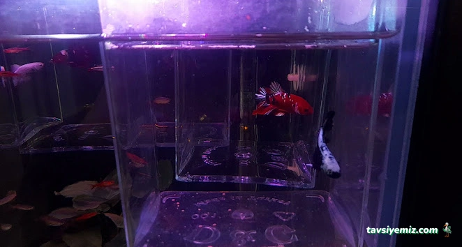 As Pet Shop