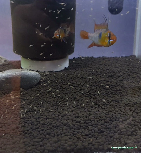 As Pet Shop