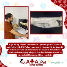 Atapet Hayvan Hastanesi Atapet Hayvan Hastanesi