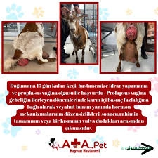 Atapet Hayvan Hastanesi Atapet Hayvan Hastanesi