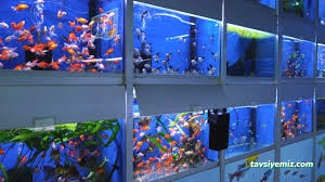 Avcı Pet Shop Akvaryum Avcı Pet Shop Akvaryum