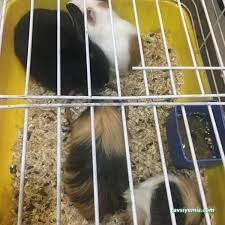 Ayaz Pet Shop Ayaz Pet Shop