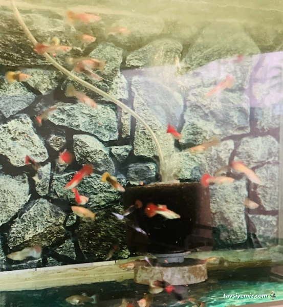 Ayaz Petshop