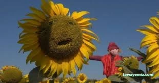 Ayçiçek Fotoğraf Atolyesi Ayçiçek Fotoğraf Atolyesi