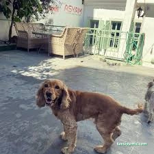 Aydın Pet Otel Ve Pet Pansiyon 09 Aydın Pet Otel Ve Pet Pansiyon 09
