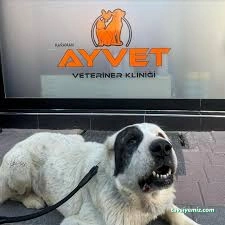 Ayvet Veteriner Kliniği Ayvet Veteriner Kliniği